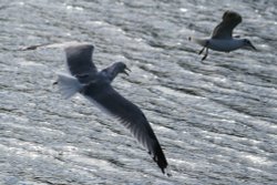 Common and Black Headed Gull. Wallpaper