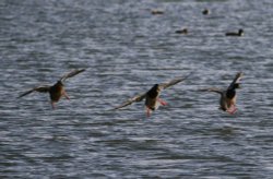 A Trio of Mallards. Wallpaper