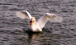 Mute Swan. Wallpaper