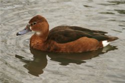Ferruginous Duck. Wallpaper