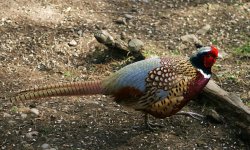 Pheasant Male. Wallpaper