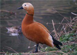 A Ruddy Shelduck Wallpaper