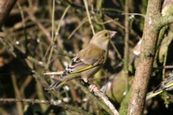 Greenfinch Female. Wallpaper