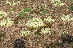 A picture of Thorp Perrow Wallpaper