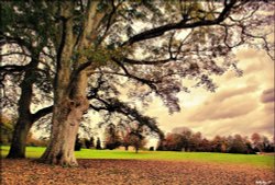 A tree in the park Wallpaper