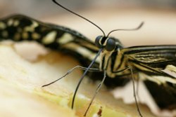 Here's looking at you Pal! Wallpaper