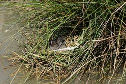Wetland Centre