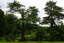 Ruins of Wardour Castle