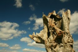 Shattered Oak and a soaring sky. Wallpaper