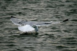 Herring Gull fishing. Wallpaper