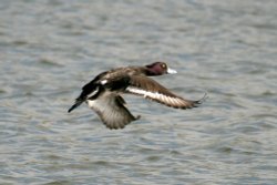 Tufted Duck Female. Wallpaper