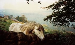 'Beauty' at Hebden Bridge, West Yorkshire