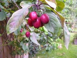 Crabapples Wallpaper