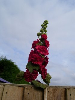 Hollyhocks