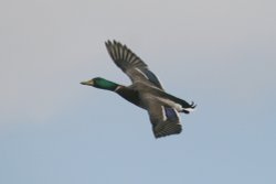 Mallard Drake. Wallpaper