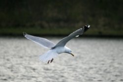 Herring Gull. Wallpaper