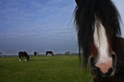 Young Shire Horses Wallpaper