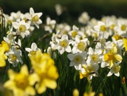 Daffodils on the village green, Thornborough, Bucks