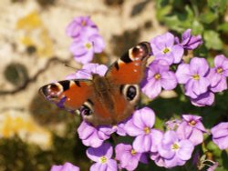 One of last year's Peacock butterflies out of hibernation, Thornborough, Bucks Wallpaper