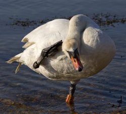 Swan at Keyhaven Wallpaper