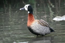 White Faced Whistling Duck Wallpaper