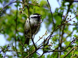 Coal tit....parus ater Wallpaper