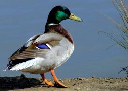 Mallard....anas platyrhynchos Wallpaper