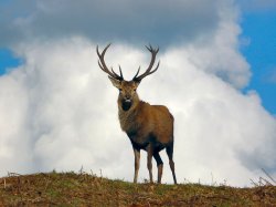 Red Deer Stag, Bradgate Park, Leicestershire Wallpaper