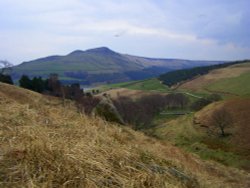 Greenfield Wallpaper