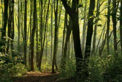 Early morning Elloughton Woods Wallpaper