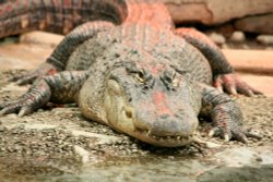 I'd like a crocodile sandwich...and make it snappy!! Wallpaper