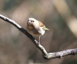 Female Chaffinch. Wallpaper