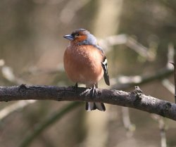 Male Chaffinch. Wallpaper
