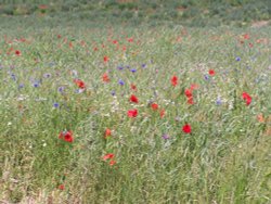 Wild flower meadow at Hyde Hall Wallpaper