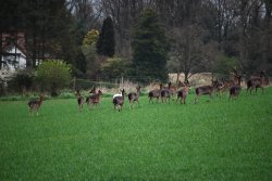 Deer grazing Wallpaper