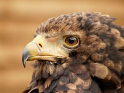 Here's looking at you. Wallpaper