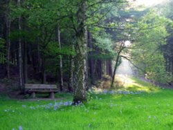 Woodland Scene Newmillerdam