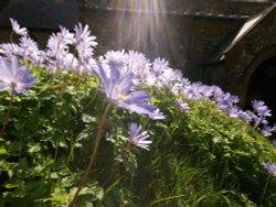 Flowers, churchyard at Thenford, Northants.