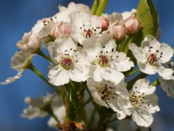 Blossom, my garden, Steeple Claydon, Bucks. Wallpaper