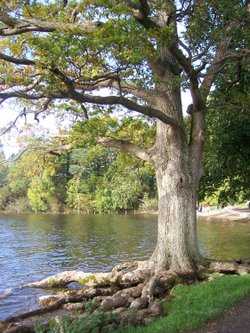 A view over Derwent water, Keswick