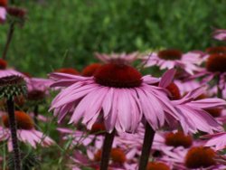 Echinacea at Hyde Hall Gardens