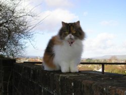 Quantock Hills, Somerset Wallpaper