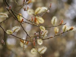 Willow, Clattercote Reservoir, Oxon. Wallpaper