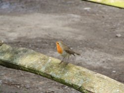 Bright as a button (2) Wallpaper