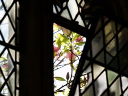 Magnolia through a Cloister window Wallpaper