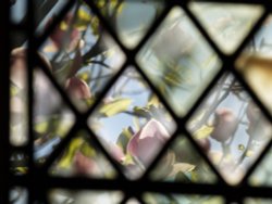 Magnolia through a Cloister window Wallpaper