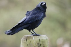 Carrion Crow Wallpaper