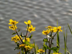 Marsh Marigold, Enslow Wharf, Oxford Canal near Bletchingdon, Oxon Wallpaper