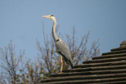 Heron on neighbours roof Wallpaper