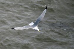Kittiwake. Wallpaper